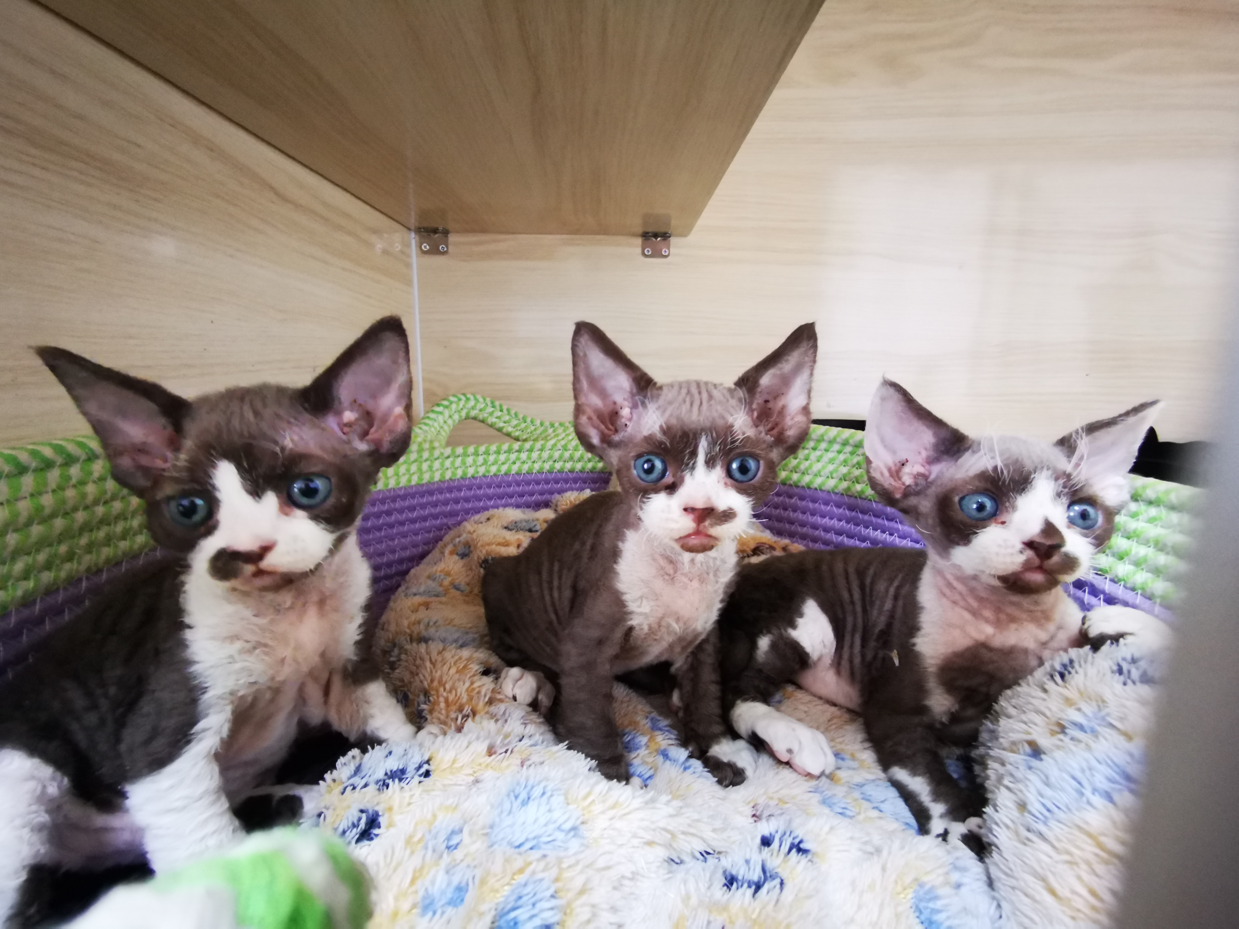 德文卷毛猫